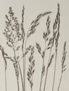 Mixed Grass Original Botanical Monoprint  A4 *Seconds*