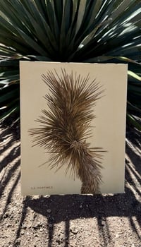 Image 2 of Joshua Tree Study 03