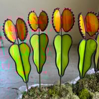 Image 4 of Venus Flytraps