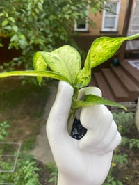 Image 2 of White Hand Gripping Dumb Cane Dieffenbachia