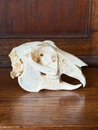 Image 2 of wild eu rabbit skull