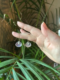 Image 2 of clamshells 
