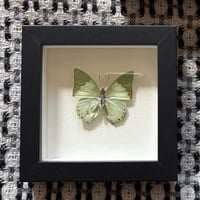 Charaxes eupale