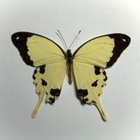 Image 1 of african swallowtail