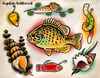 Pumpkinseed and Candy bait
