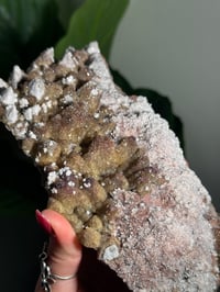 Image 4 of XL SUGARY DOG TOOTH CALCITE -MEXICO- B