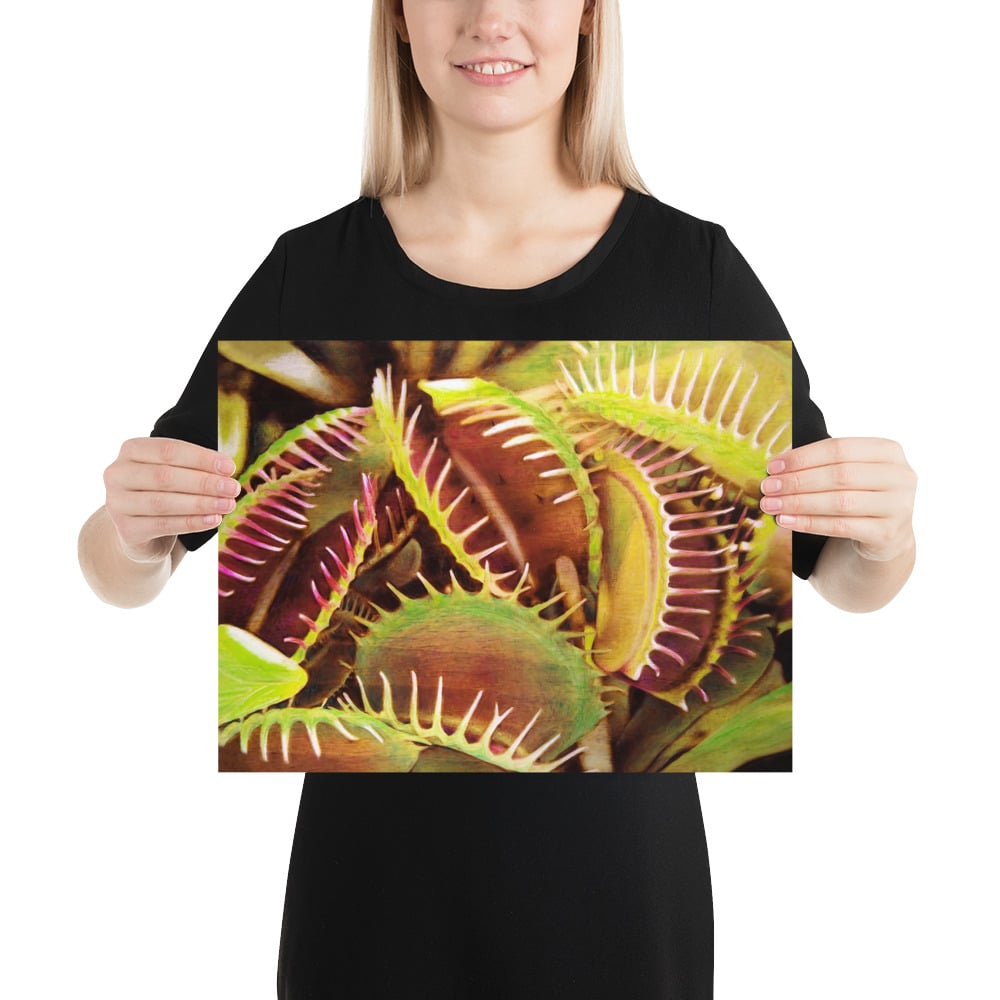 Photo Print: Venus Flytrap