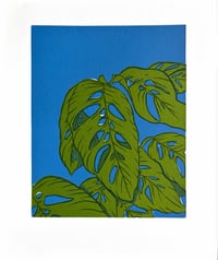 “Monstera Adansonii- Blue”