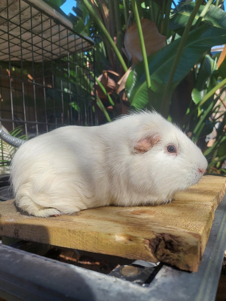 Image of Bowser Guinea Pig (m)