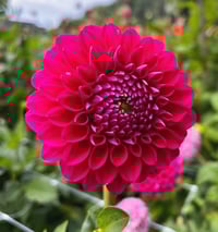 Nostalgia Dahlia Tuber