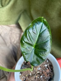 Image 2 of Elephant Ear in Coral "I Love You" Mug