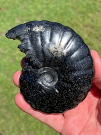 Image 2 of Black Ammonite Fossil With Pyrite | Madagascar #2706