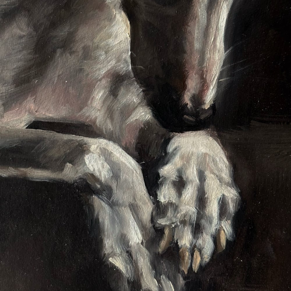 Image of white whippet 