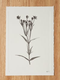 Image 3 of Greater Stitchwort 01 - A5 - Original Botanical Monoprint