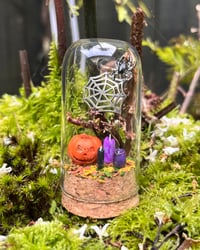 Image 2 of Medium Domes