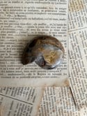 Petit fossile d’ammonite, de 4cm