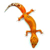High Contrast Tangerine (Tremper) H-15