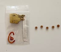 Image 2 of CARAMEL BATTER- bushings