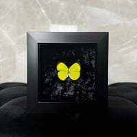 Tree Yellow Butterfly