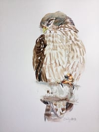 Sleeping Barking owl