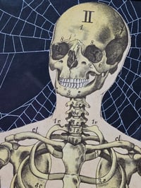 Image 2 of ANTIQUE ANATOMICAL COLLECTION - Preserved web  - 1