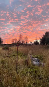 Image 6 of Plant a Tree