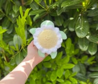 Image 1 of Flower Turtles