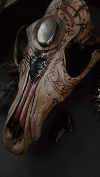 Image 2 of “Relic” coyote skull 