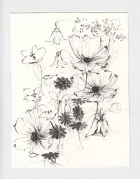 Botanical sketch no. 1