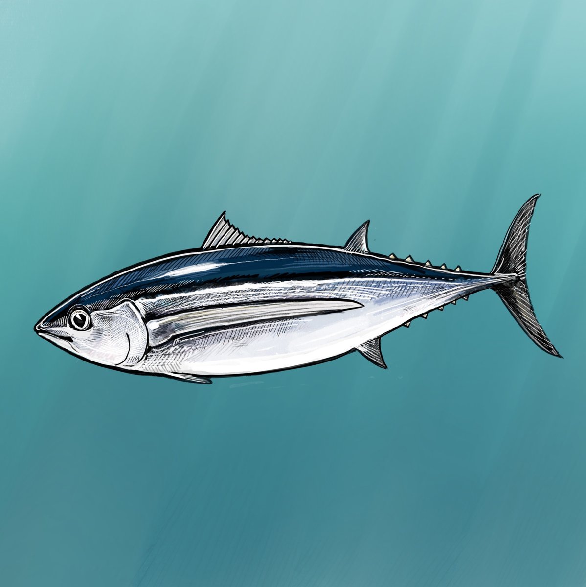 Albacore 1 8 X 8 The Scow albacore-1-8-x-8-the-scow
