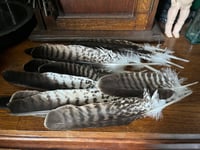 Harris Hawk feathers 