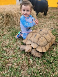 Image 2 of Petting Zoo & Pony Rides