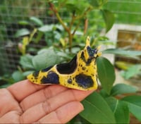 Image 4 of Slug buddy