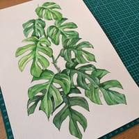 Image 2 of Original Illustration Rhaphidophora Tetrasperma