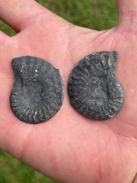 Image 9 of Pyrite Ammonite Fossil Pair #1268