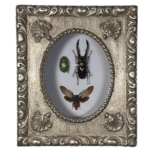 Image of Insect Mix Ornate