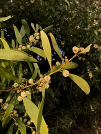 Image 3 of Acacia melanoxylon - Blackwood