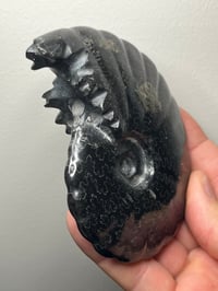 Image 4 of Black Ammonite Fossil With Pyrite Madagascar #2706