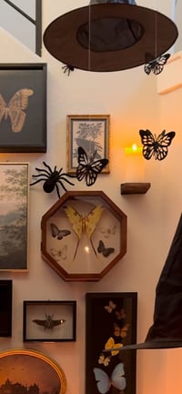 Image 3 of Butterfly Shadows