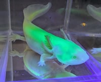 Image 1 of Melanoid Albino Axolotl - Sub-Adult