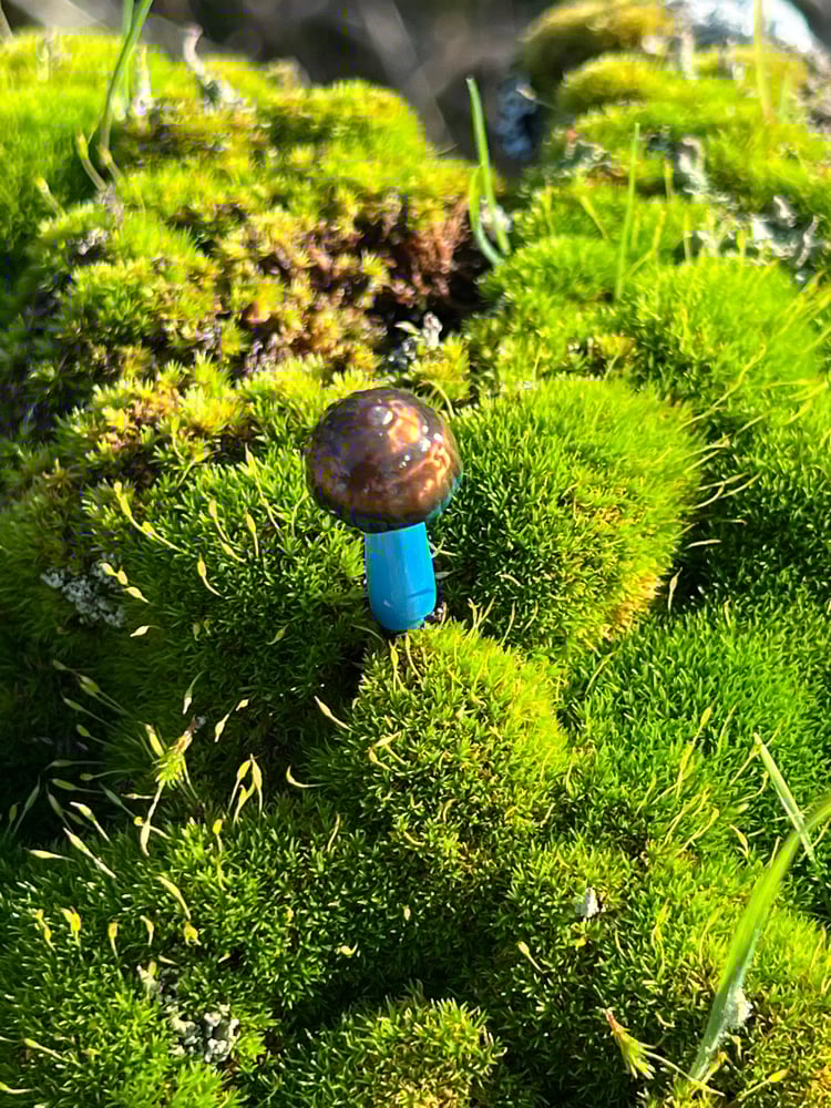 Image of Small Blue Staining Mushroom Plant Spike 2