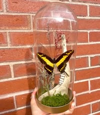 Image 1 of Swallowtail Dome Display