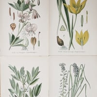 Image 5 of Planche De Botanique Colorées.