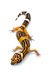 Bold High Contrast Tangerine (Tremper) H-12.1
