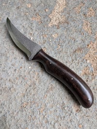 Image 1 of BLACKWOOD PERSIAN