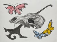 Māori butterfly 