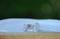 Image of Peachy Turmalin Ring II