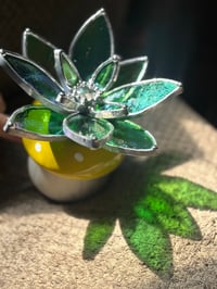 Image 3 of Irid green succulent 