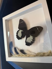 Image 2 of Orchard Swallowtail