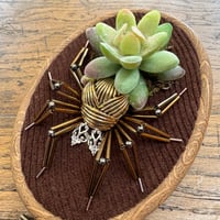 Image 2 of Succulent spider (c, 4x5 inches)